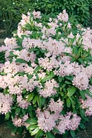 Rhododendron Rosamundi