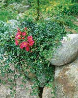 Hedera helix Ivalaceae und Rosenblüten