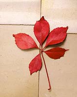 Parthenocissus quinquefolia leaf/red