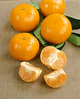 Mandarine / Citrus deliciosa Murcott