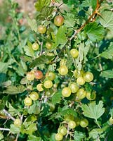 Ribes uva-crispa Pixwell