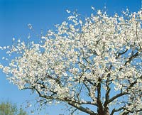 Kirschenbaum blühend / Prunus avium