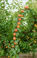 Marillenbaum / Prunus armeniaca
