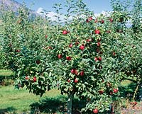 Apfelbaum / Malus domestica Rome Red Starkspur tree