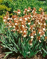 Iris germanica Pationa