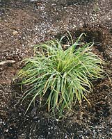 Carex stricta Variegata