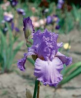 Iris Fabulous Frills