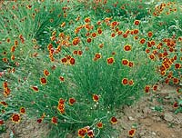 Thelesperma burridgeanum