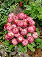 Bellis perennis Habanera ® White with Red Tips