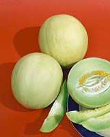 Melone/Cucumis melo HONEY DEW