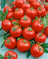Tomate/Lycopersicon esculentum OVERTURE