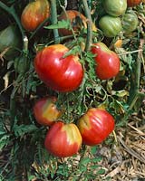 Tomate/Lycopersicon esculentum Peche