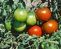 Tomate / Lycopersicon esculentum Noire de Russie