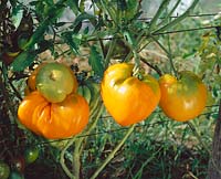 Tomate / Lycopersicon esculentum Coeur de Boeuf jaune
