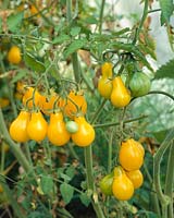 Solanum lycopersicum Poire Jaune