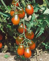 Tomate / Lycopersicon esculentum Black Plum
