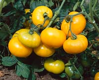 Tomate / Lycopersicon esculentum Jaune Bourdillon
