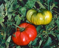 Tomate / Lycopersicon esculentum Potiron Rouge