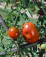 Tomate / Lycopersicon esculentum Noire de Russie (petite), Noire de Crimée (grosse)