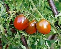 Solanum lycopersicum Schwarze Russische