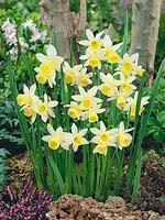 Narcissus triandrus Lemon Drops