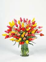 Colorful bunch of Tulips in vase