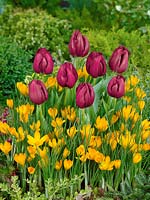 Tulipa Single Early Purple Prince and Crocus Grote Gele