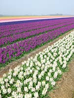 Field with Hyacinthus mixed