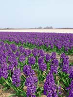 Field with Hyacinthus blue