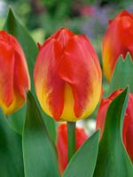 Tulipa fosteriana Red Alert