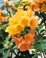 Rhododendron Trewithen Orange