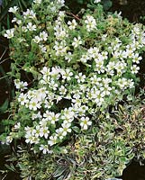 Cerastium alpinum subsp. lanatum