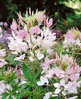 CLEOME SPINOSA ROSE QUEEN / SPIDERPLANT