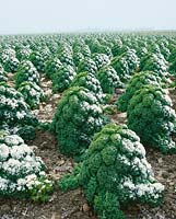 Brassica oleracea var. sabellica in winter