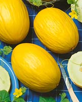 Melone / Cucumis melo Yellow Canaria