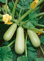 Zucchini / Cucurbita pepo convar. giromontiina Sudar