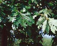 Quercus cerris 