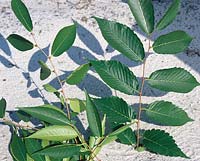 Zelkova carpinifolia (right), Zelkova serrata (left)