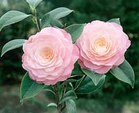 Camellia japonica Amazing Grace