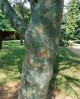 Pinus bungeana / trunk