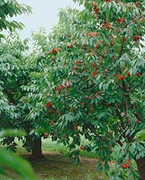 Kirschenbaum / Prunus avium Emperor Francis