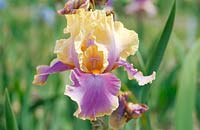 Iris x germanica Colette Thurillet