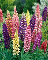 Lupinus Russel's Hybrids mixed