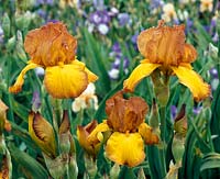 Iris x germanica Gaylight