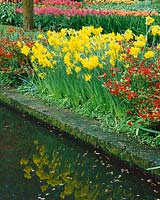 Frühlingserwachen mit Narcissus