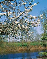 Frühling blühender Kirschbaum am See/Stimmungsbild