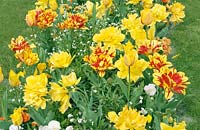 Frühlingsstimmung mit gelben Blüten