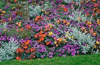 Sommerblumen Mischung im Garten mit Impatiens und Begonien