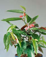 Begonia Dielytra