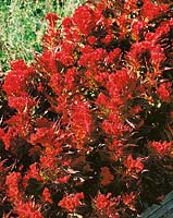 Celosia Prestige Scarlet
